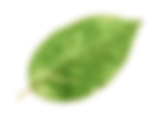 Leaf 01